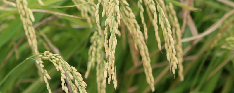 夷优566水稻种子特征特性，每亩基本苗达到6万－7万苗