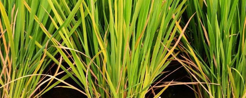 创优9708水稻种简介，插植密度18厘米×23厘米
