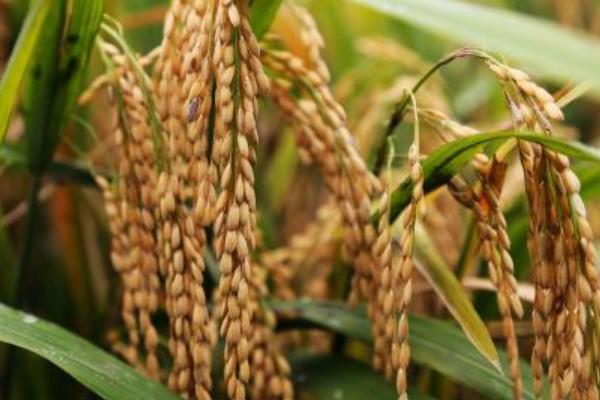 冲两优2号水稻种子简介，每亩有效穗数17.3万穗