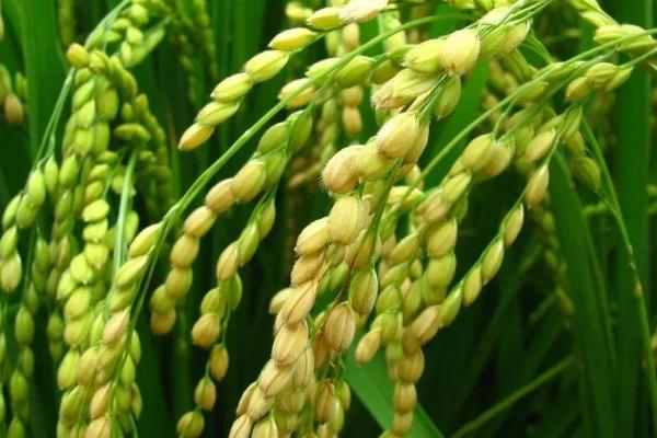 冲两优2号水稻种子简介，每亩有效穗数17.3万穗