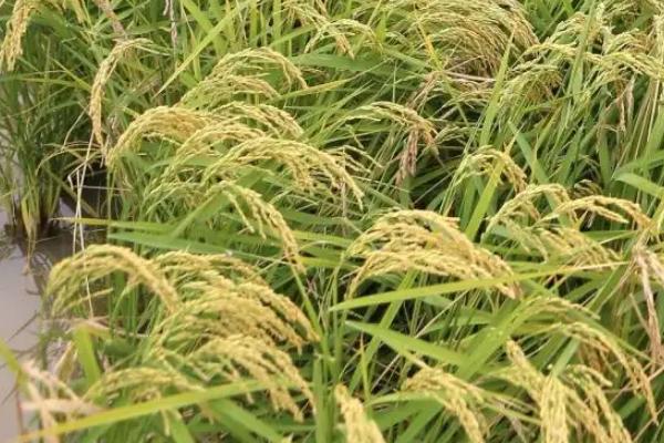 功两优2号水稻种子简介，每亩有效穗数16.8万穗