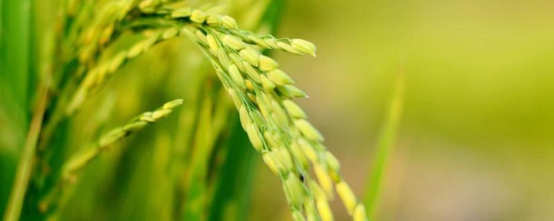 C两优晶丝苗水稻种子特点，籼型两系杂交水稻品种