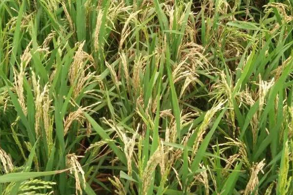 华两优236水稻品种简介，播种前用强氯精或咪鲜胺浸种