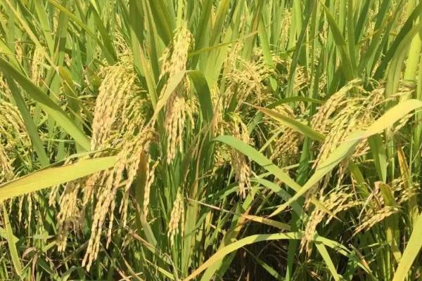 荃优绿丝苗水稻种简介，秧田亩播种量10千克