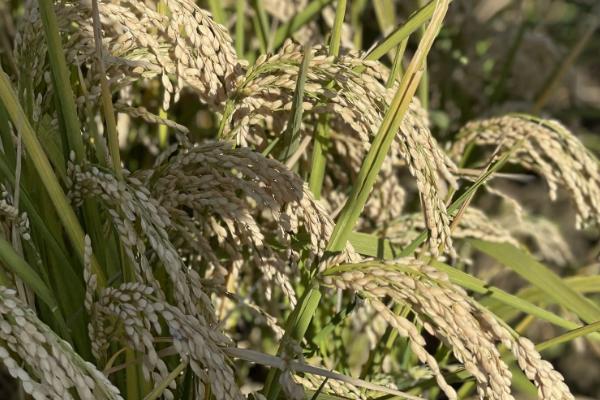 秋两优慧丝水稻种子简介，籼型两系杂交水稻品种