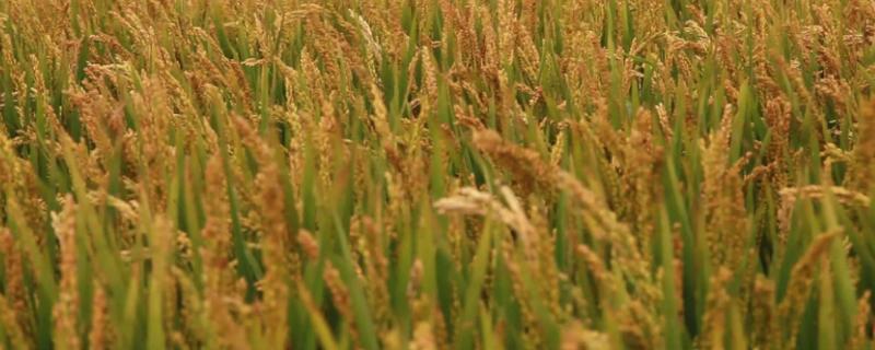 秋两优慧丝水稻种子简介，籼型两系杂交水稻品种