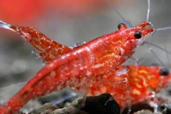 樱花虾多久繁殖一次，取决于养殖环境是否适宜