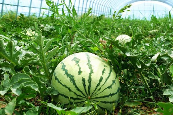 春播西瓜怎么种植，定植后需追肥三次