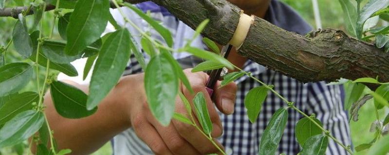 枣树的环割原理，是为了阻止树上部养分向根系输送