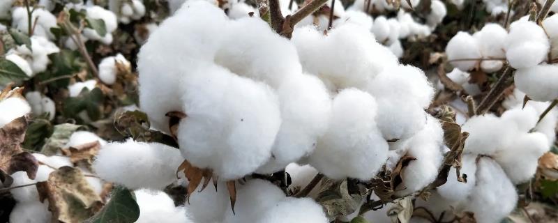 冀农大36号棉花种子特征特性，转基因抗虫常规棉品种