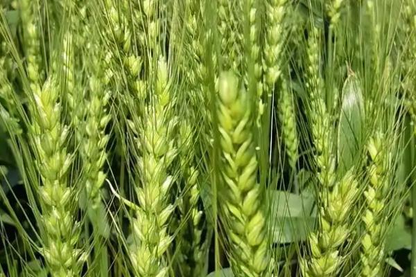 和麦2019小麦品种简介，中抗叶锈病