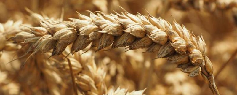 衡H1603小麦品种简介，足墒播种