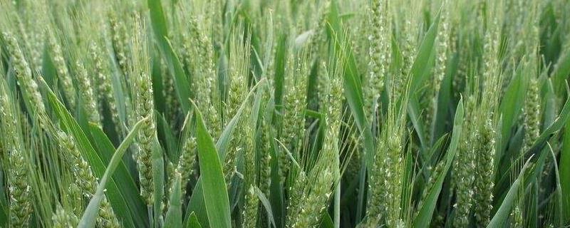 石麦30小麦种子特征特性，中抗叶锈病