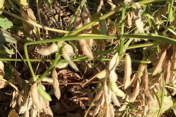 嘉科豆1大豆种简介，亩播种量5～6千克