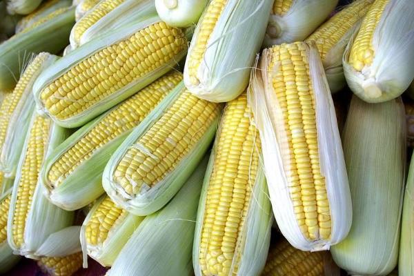 沃锋188玉米种子介绍，适宜播期4月下旬至5月上旬