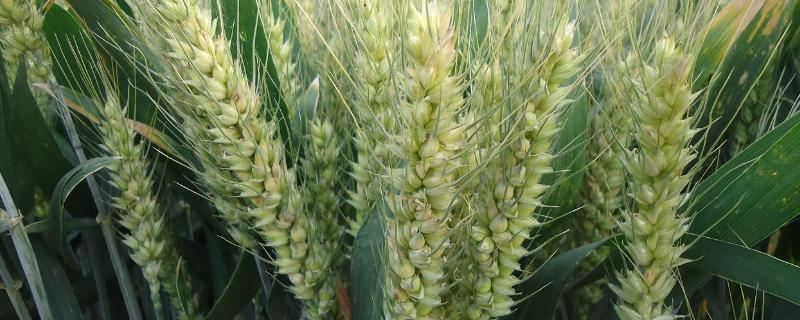 盈亿166小麦种子简介，亩播种量10-12.5千克