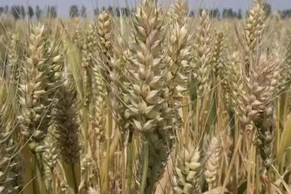 衡麦27小麦种子简介，及时防治赤霉病