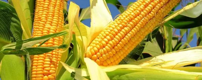诚信707玉米种子特点，适宜播期4月下旬至5月上旬