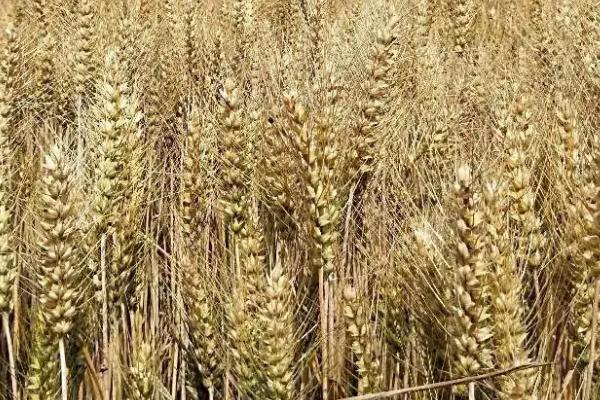 石麦30小麦种子特征特性，中抗叶锈病