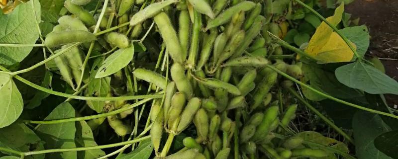 嘉科豆1大豆种简介，亩播种量5～6千克