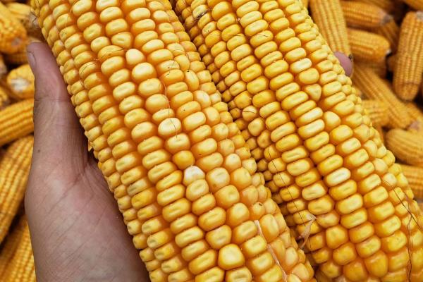 科美亚7号玉米品种简介，适宜播期4月下旬至5月上旬
