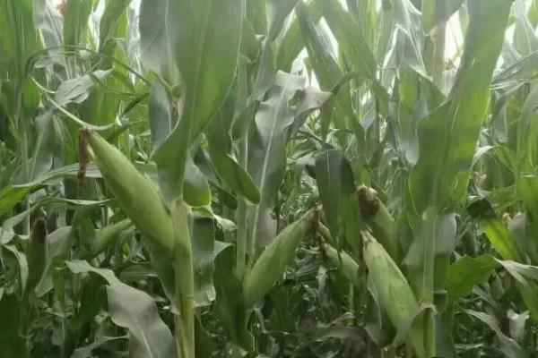 强盛232玉米种子介绍，适宜播期4月下旬至5月上旬