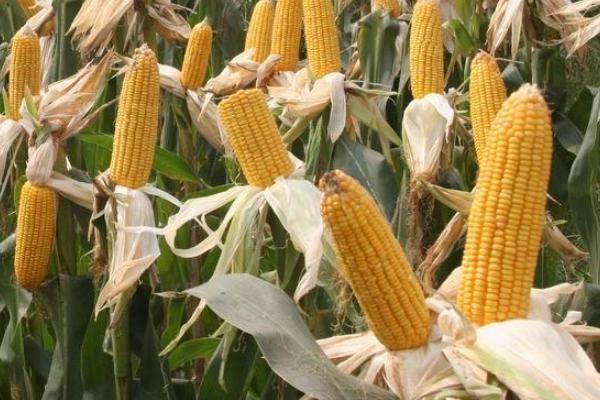 利合721玉米品种的特性，5月中上旬播种