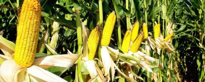 利合721玉米品种的特性，5月中上旬播种