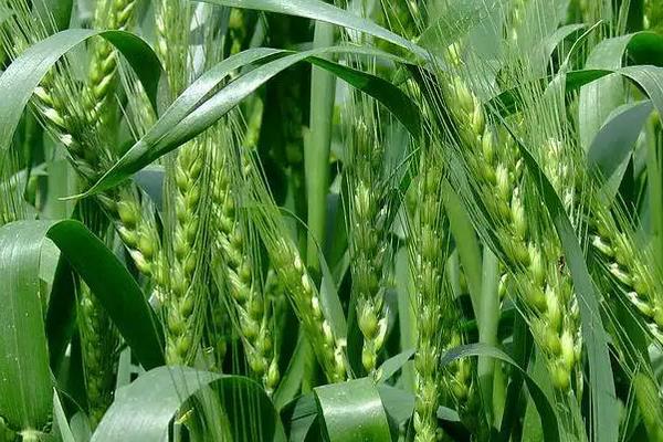 长5638小麦种子简介，生育期250天