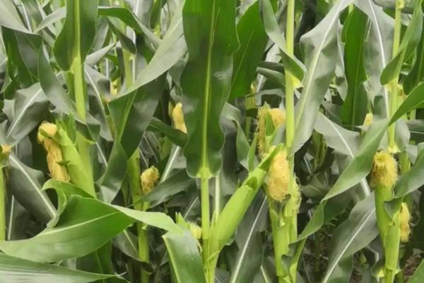 华玉518玉米品种的特性，适宜播期6月上中旬