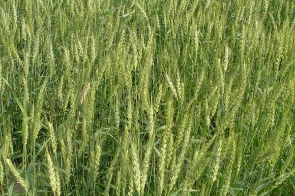长5638小麦种子简介，生育期250天