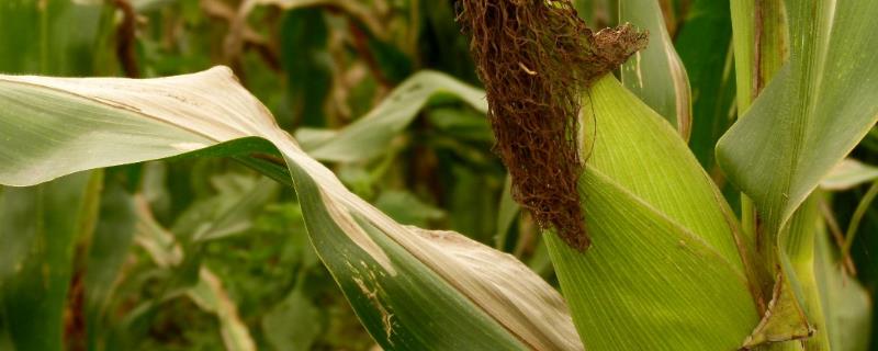 丰硕599玉米种子简介，注意防治矮花叶病