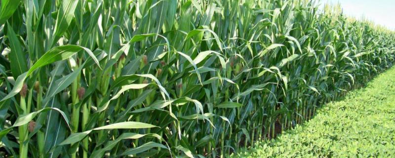 青卓688玉米种子特征特性，注意防治玉米螟