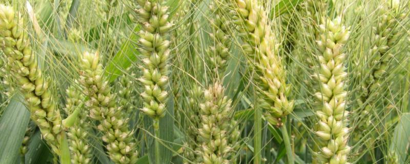 圣麦20小麦品种的特性，适宜播期10月上中旬
