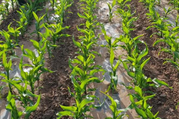 河农青贮256玉米种子特征特性，高抗禾谷镰孢茎腐病
