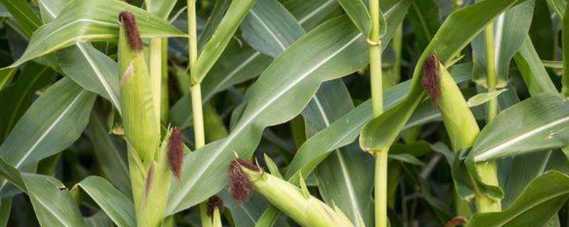 粒隆176玉米种子简介，注意防治玉米螟等害虫