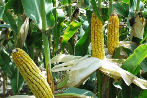 合育58玉米种子介绍，适宜密度为4500株/亩左右