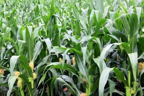 乾育27玉米种子特征特性，种子包衣以防治地下害虫