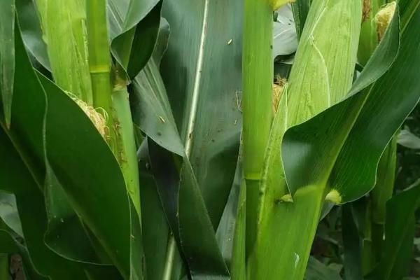 农单145玉米种子简介，及时喷施苗前除草剂防治杂草