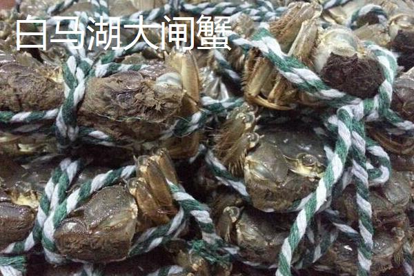 江苏省金湖县的特产，白马湖大闸蟹远销四方