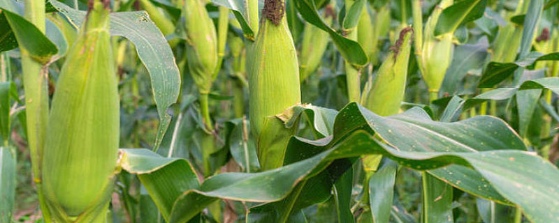 云合9号玉米种子特点，每亩用15公斤尿素