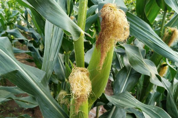 云良3号玉米品种的特性，能充分发挥该品种的丰产潜力