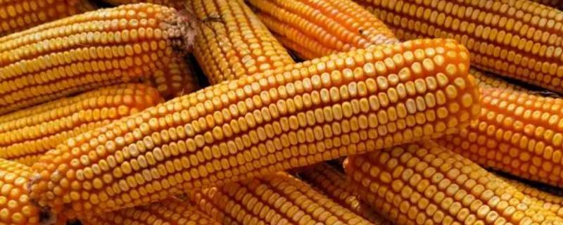 金诚1号玉米种子简介，每亩用15-20千克尿素