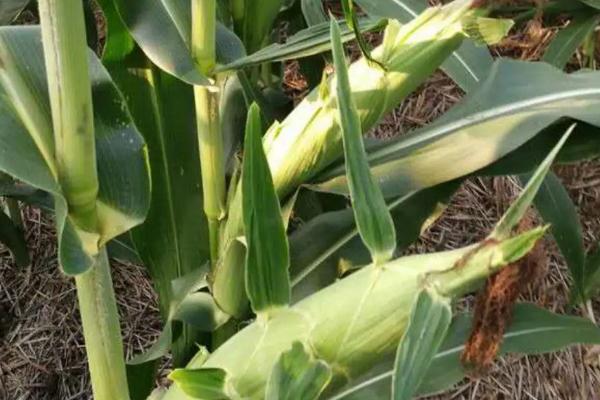 科玉181玉米种子特征特性，适宜在4月5日-5月中旬播种