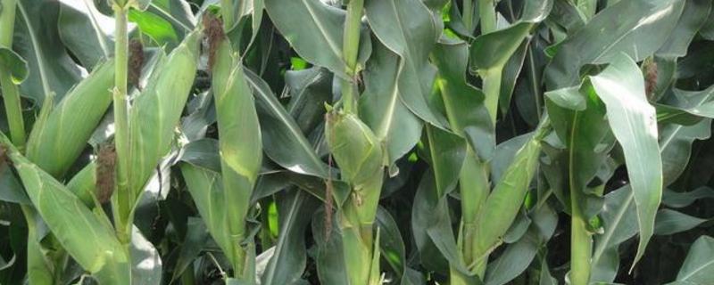林玉18玉米种子特点，开展好病虫害防治