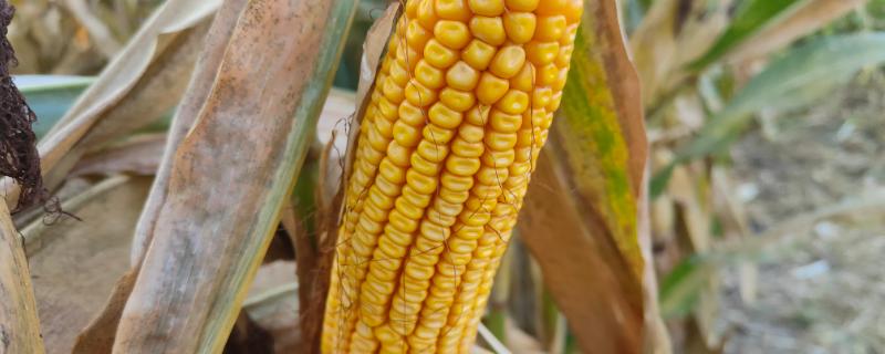 种芯玉2022玉米种子简介，春播适宜在4月上中旬播种