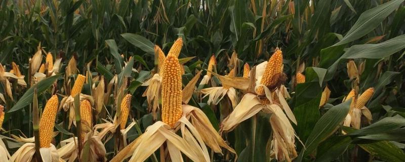 强德818玉米品种简介，根据实际情况播种前施足农家肥