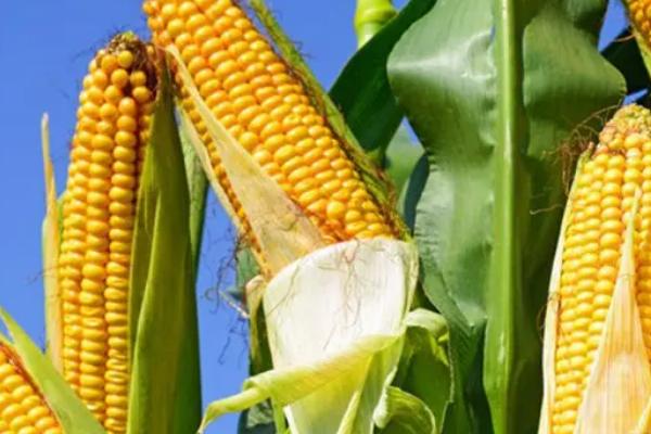 强鑫99玉米种子特点，每亩用15千克尿素