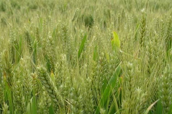 云麦83小麦种子特征特性，每亩播7～8千克