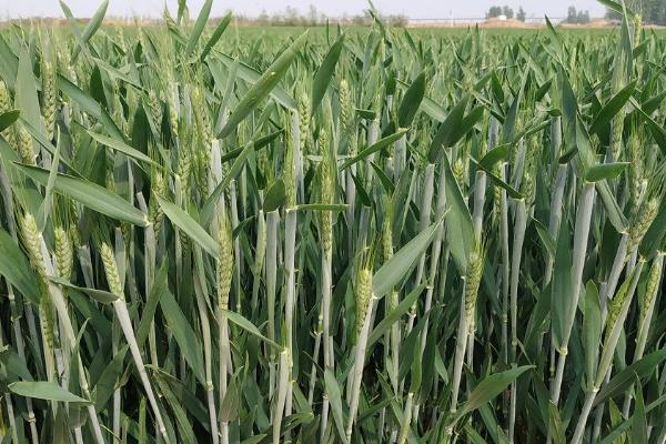 云麦83小麦种子特征特性，每亩播7～8千克